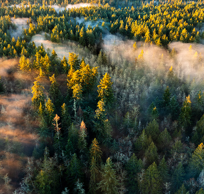 arbres forêt vue du ciel