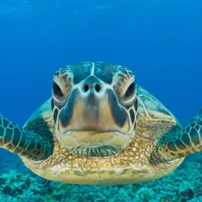 tortue océan