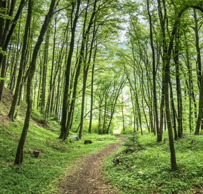 foret